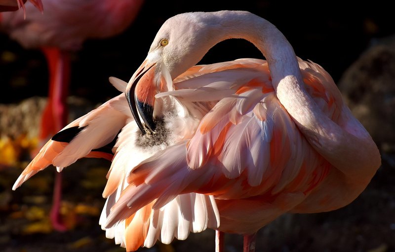 10 Things You Might Not Know About The Flamingo