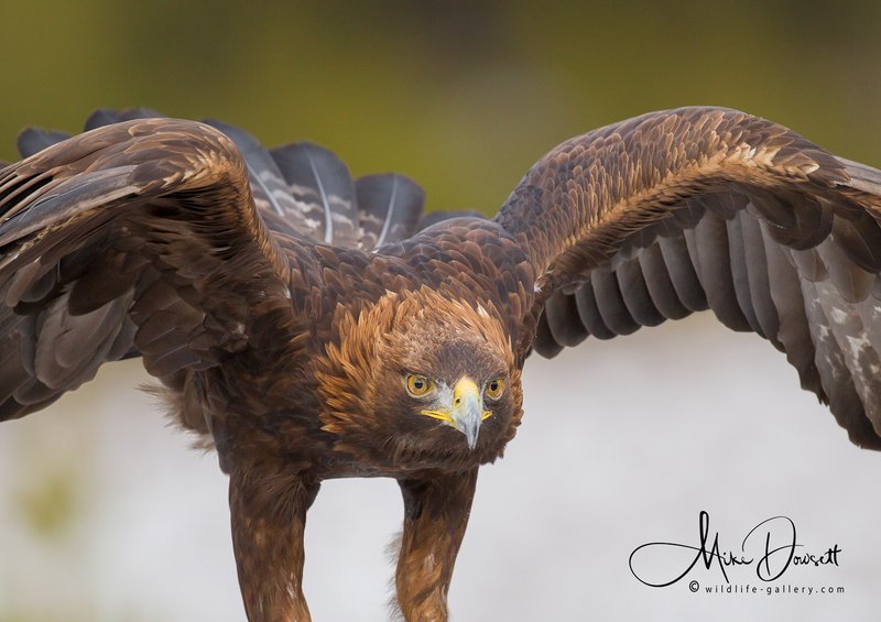 10 Things You Might Not Know About The Golden Eagle