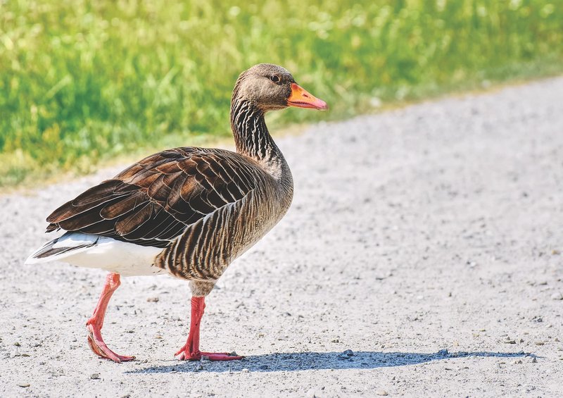 10 Things You Might Not Know About The Goose