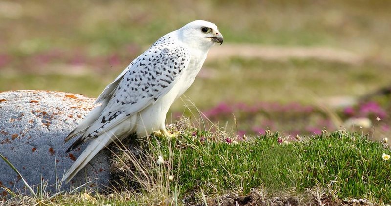 10 Things You Might Not Know About The Gyrfalcon
