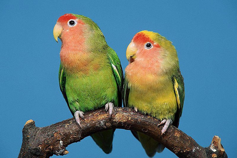 10 Things You Might Not Know About The Lovebird