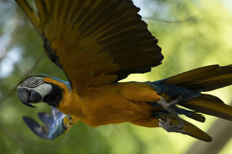 10 Things You Might Not Know About The Macaw