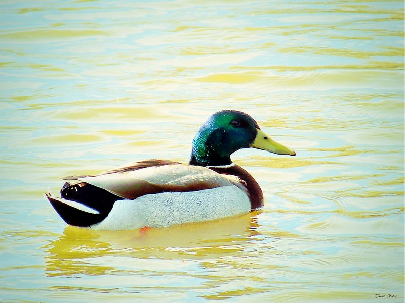 10 Things You Might Not Know About The Mallard
