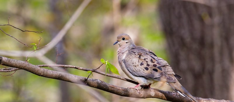 10 Things You Might Not Know About The Mourning Dove