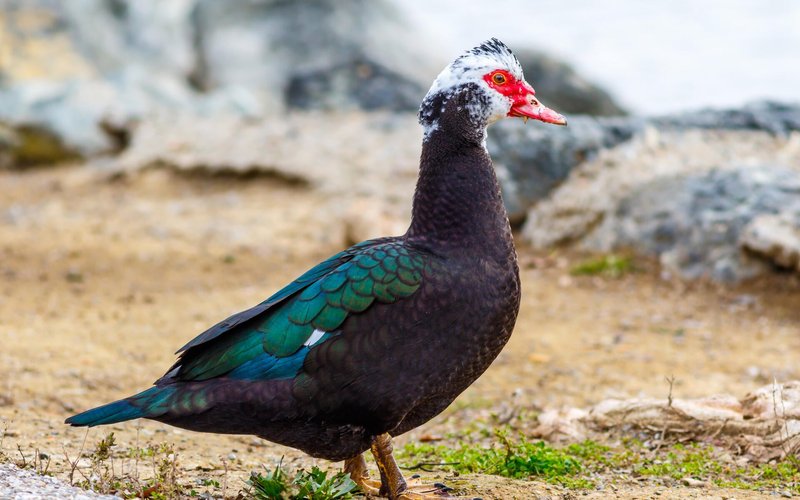 10 Things You Might Not Know About The Muscovy Duck