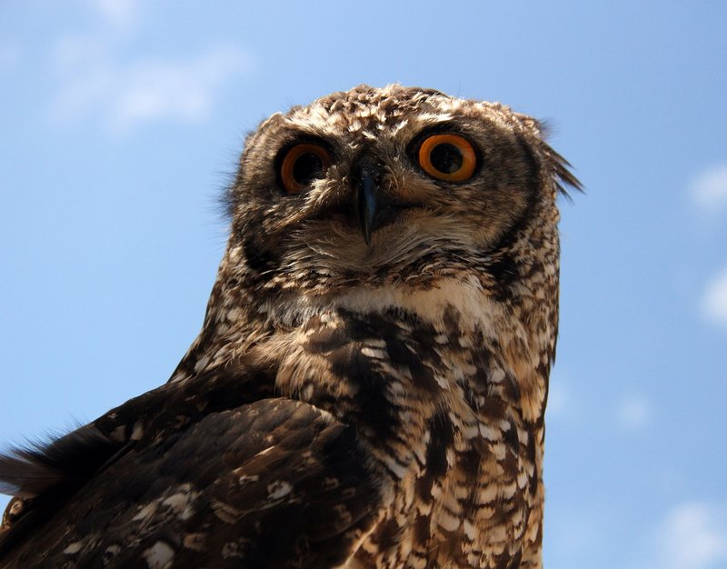 10 Things You Might Not Know About The Owl