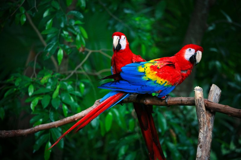 10 Things You Might Not Know About The Parrot