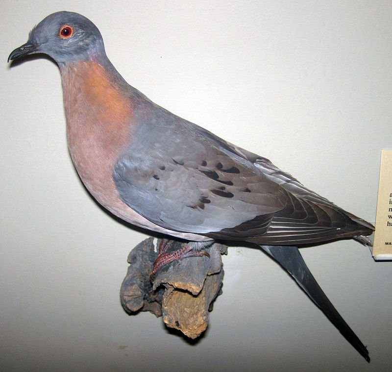 10 Things You Might Not Know About The Passenger Pigeon