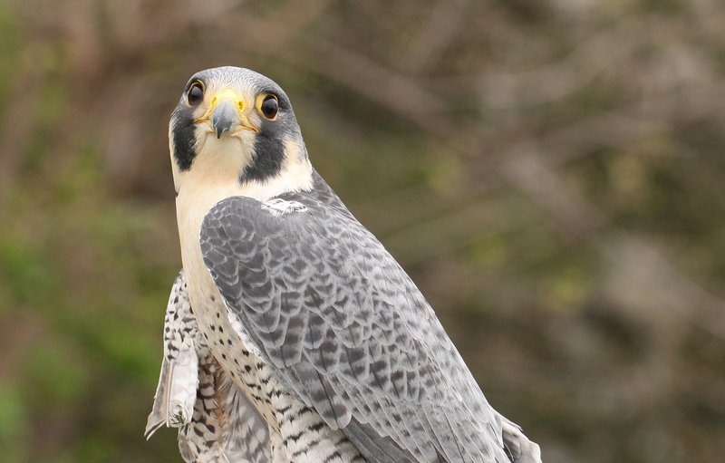 10 Things You Might Not Know About The Peregrine Falcon