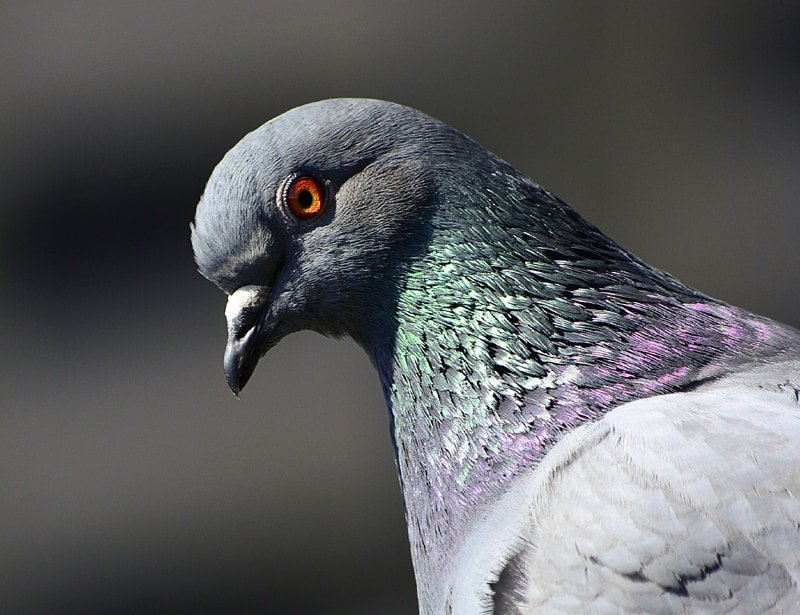 10 Things You Might Not Know About The Pigeon