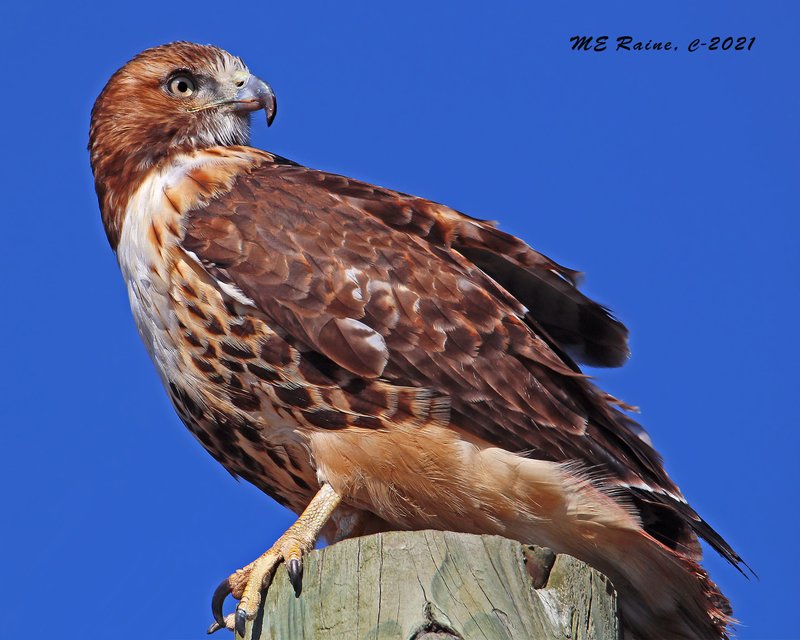 10 Things You Might Not Know About The Red-Tailed Hawk