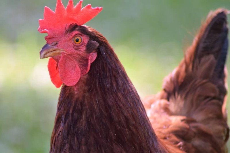 10 Things You Might Not Know About The Rhode Island Red