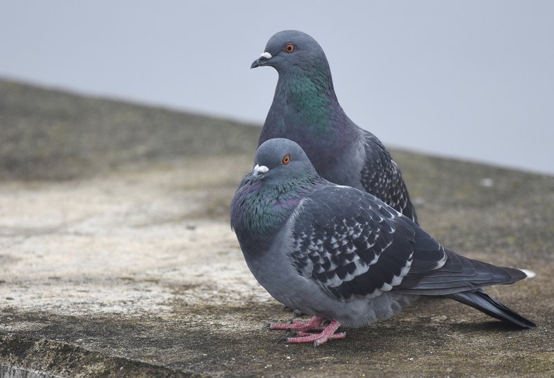 10 Things You Might Not Know About The Rock Pigeon