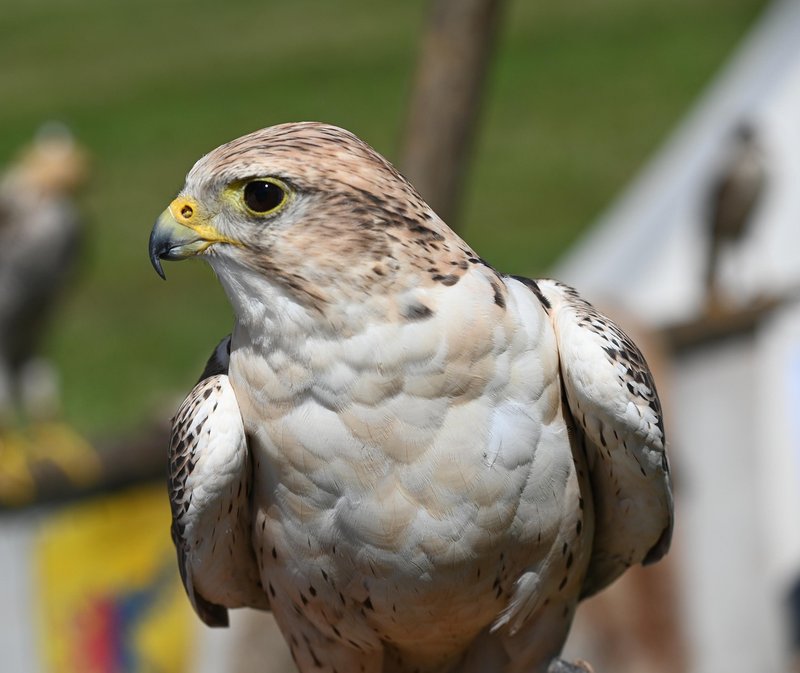 10 Things You Might Not Know About The Saker Falcon