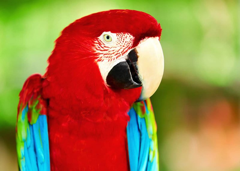 10 Things You Might Not Know About The Scarlet Macaw