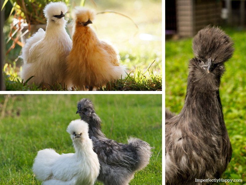 10 Things You Might Not Know About The Silkie