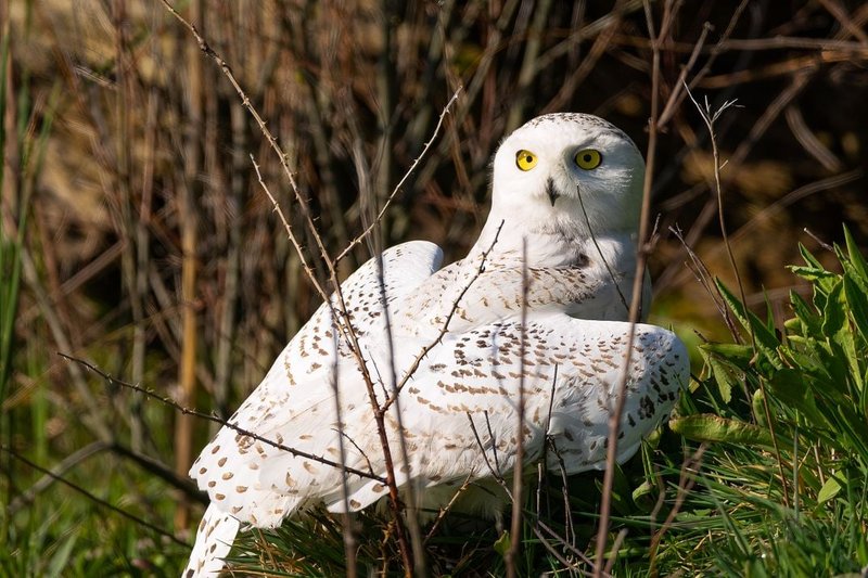 10 Things You Might Not Know About The Snowy Owl
