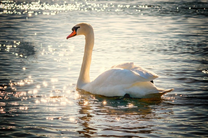 10 Things You Might Not Know About The Swan
