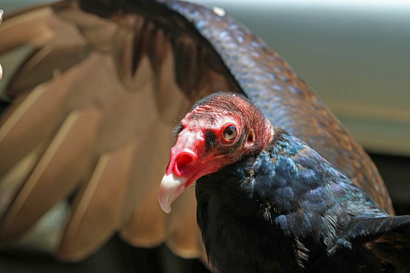 10 Things You Might Not Know About The Turkey Vulture