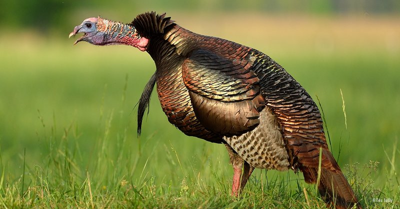 10 Things You Might Not Know About The Turkey