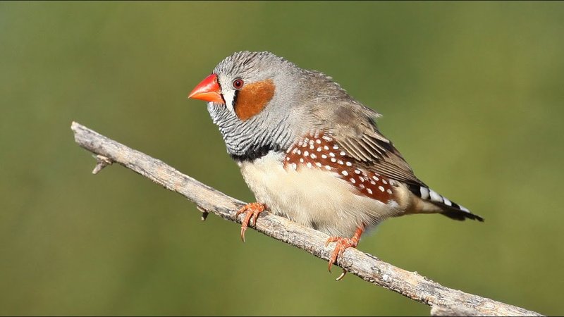 10 Things You Might Not Know About The Zebra Finch