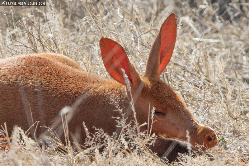 Aardvark
