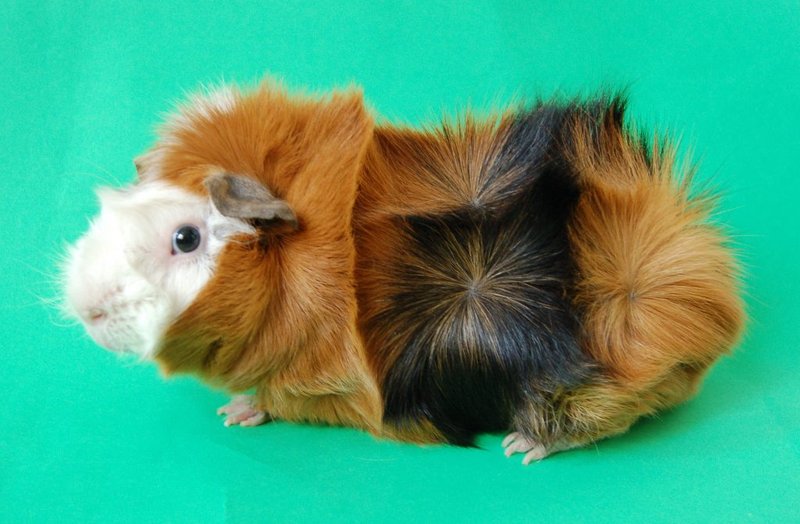 Abyssinian Guinea Pig Overview: Appearance, Personality, And Grooming Needs