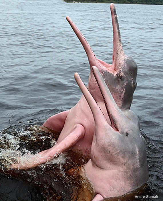 Adaptations That Help The Amazon River Dolphin Thrive Underwater