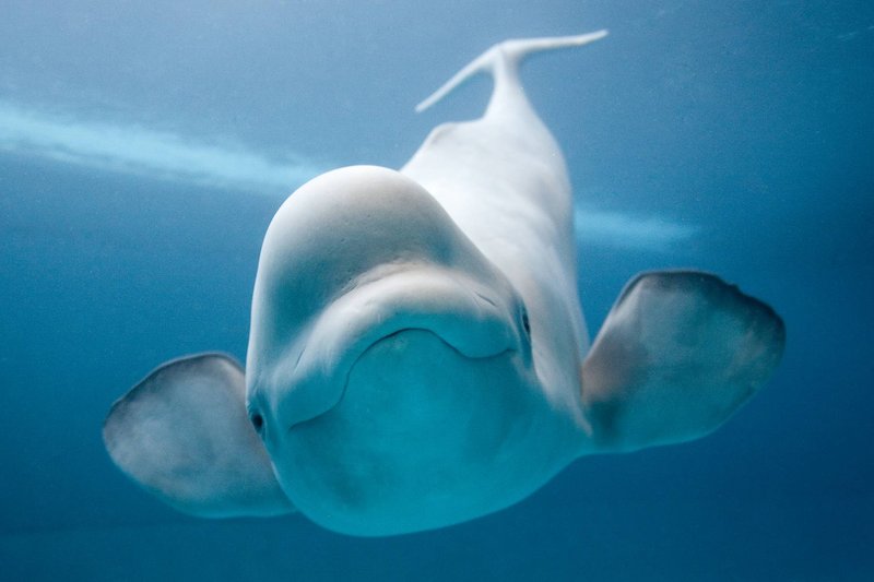 Adaptations That Help The Beluga Whale Thrive Underwater