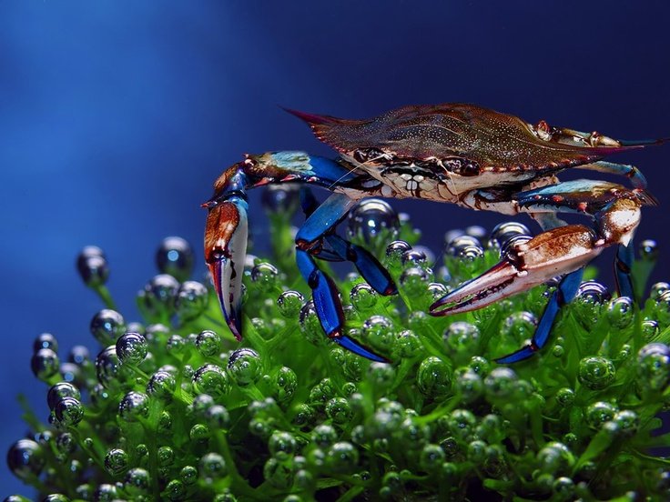 Adaptations That Help The Blue Crab Thrive Underwater