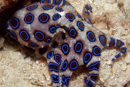 Adaptations That Help The Blue-Ringed Octopus Thrive Underwater