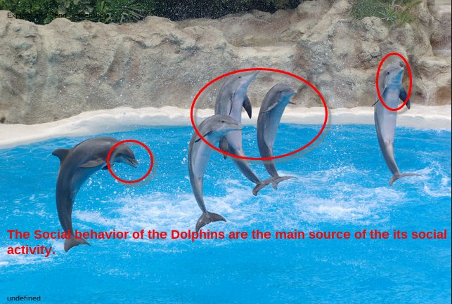 Adaptations That Help The Bottlenose Dolphin Thrive Underwater