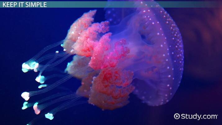 Adaptations That Help The Box Jellyfish Thrive Underwater