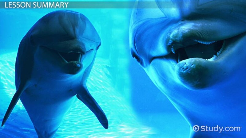 Adaptations That Help The Dolphin Thrive Underwater