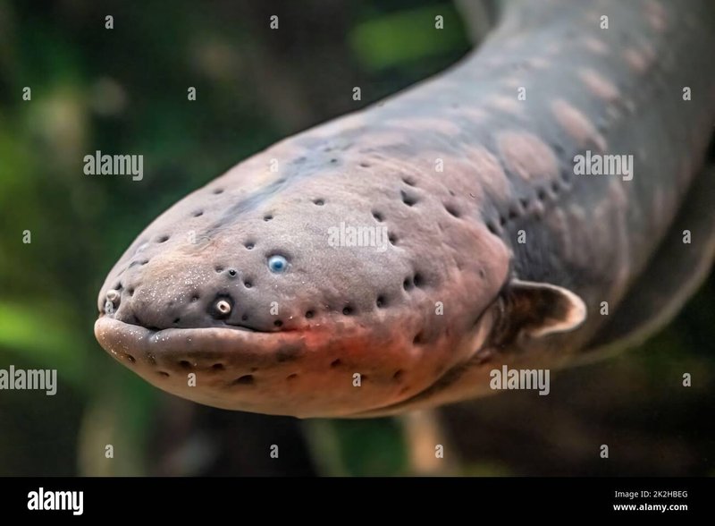 Adaptations That Help The Electric Eel Thrive Underwater