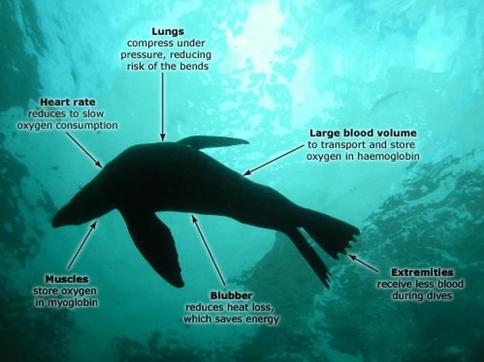 Adaptations That Help The Elephant Seal Thrive Underwater