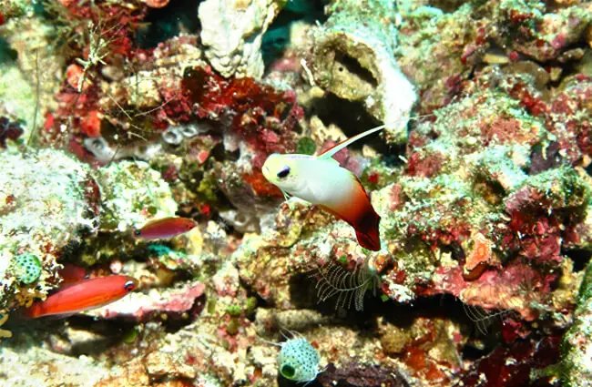 Adaptations That Help The Goby Thrive Underwater
