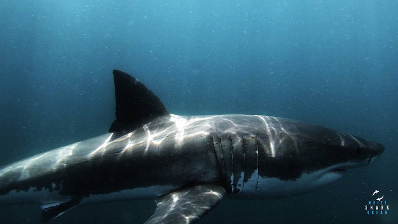 Adaptations That Help The Great White Shark Thrive Underwater