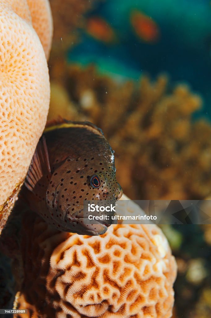 Adaptations That Help The Grouper Thrive Underwater