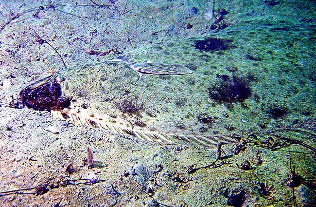 Adaptations That Help The Halibut Thrive Underwater