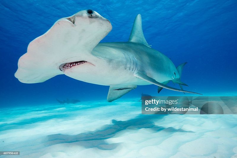Adaptations That Help The Hammerhead Shark Thrive Underwater