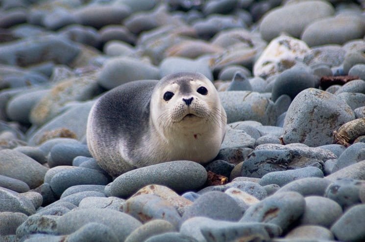Adaptations That Help The Harbor Seal Thrive Underwater