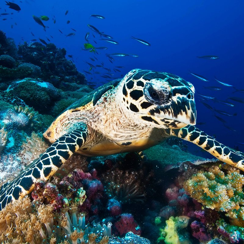 Adaptations That Help The Hawksbill Turtle Thrive Underwater