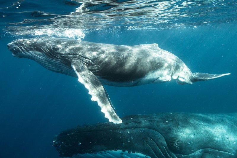 Adaptations That Help The Humpback Whale Thrive Underwater