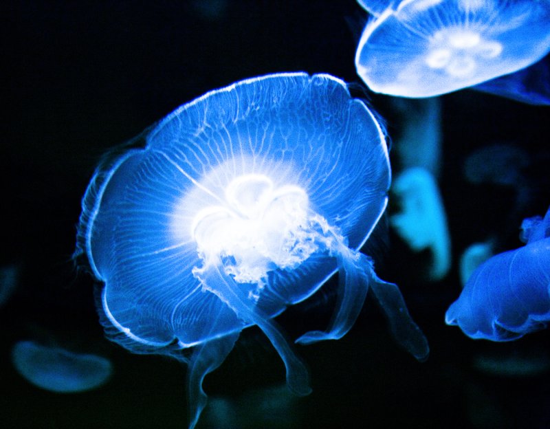 Adaptations That Help The Jellyfish Thrive Underwater