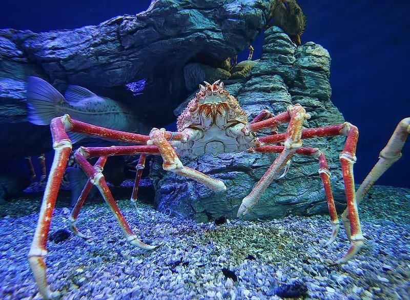 Adaptations That Help The King Crab Thrive Underwater