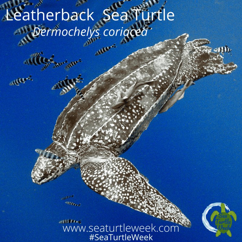 Adaptations That Help The Leatherback Turtle Thrive Underwater