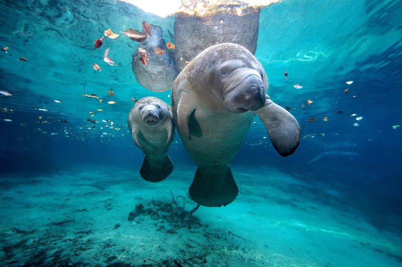 Adaptations That Help The Manatee Thrive Underwater