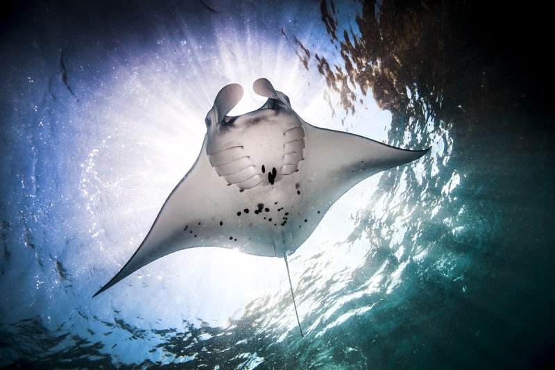 Adaptations That Help The Manta Ray Thrive Underwater