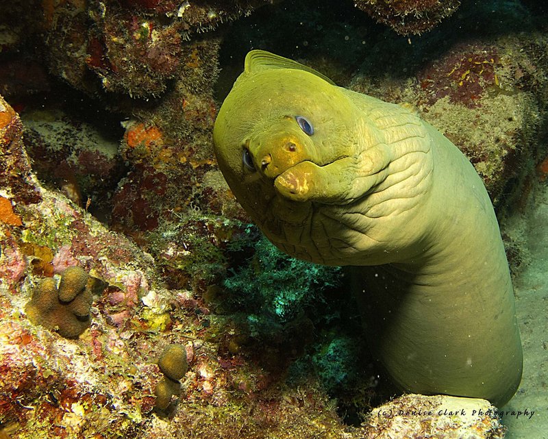 Adaptations That Help The Moray Eel Thrive Underwater